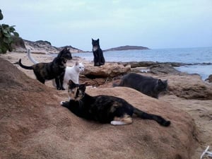 A Cat Beach on the Island of Sardinia