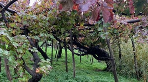 Old Vines on the Amalfi Coast